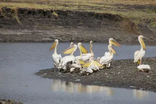 Pelicans gathered by the water in Katavi National Park