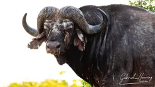 Huge Buffalo in Nyerere National Park, Tanzania