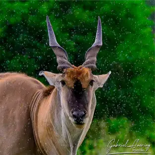 Eland in the rain in Tarangire National park during a photographic safari in Tanzania