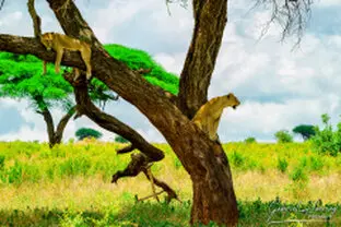 Lions on a tree in Tarangire National Park during a photographic safari in Tanzania