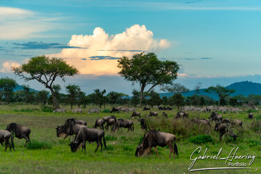 Serengeti landscape during a Great Migration photographic safari