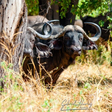 African buffalo in Ruaha National Park during a wildlife photography safari