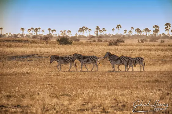 Photography portfolio of Makgadikgadi pan Botswana