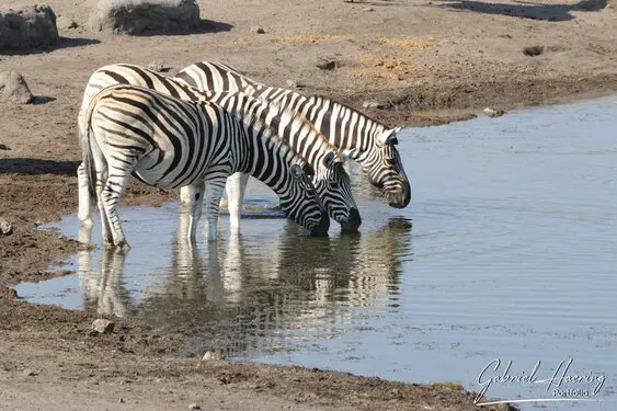 Photographic porfolio of Etosha wildlife in Namibia