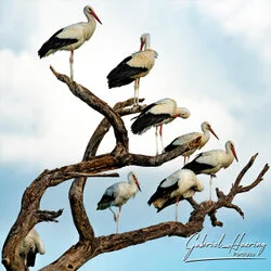 Storks resting on a tree in Tarangire National Park, Tanzania, photographed during a guided photographic safari.