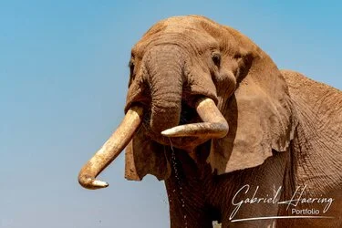 Craig big tusker elephant portrait in Amboseli National Park, Kenya, photographed during a guided photographic safari.