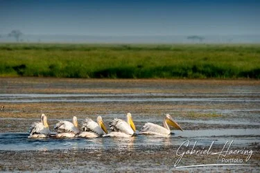 Pelicans in Amboseli National Park, Kenya, photographed during a guided photographic safari.