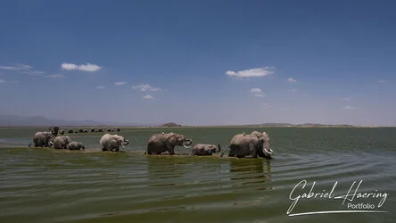 Herd of elephant crossing the swamp in Amboseli National Park, Kenya, photographed during a guided photographic safari.