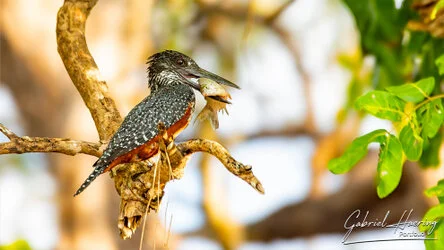 Kingfisher in Nyerere National Park, Tanzania, photographed during a guided photographic safari.