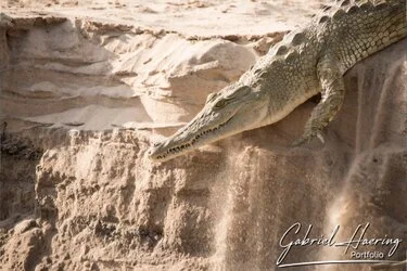 Crocodile in Nyerere National Park (former Selous), Tanzania, photographed during a guided photographic safari.