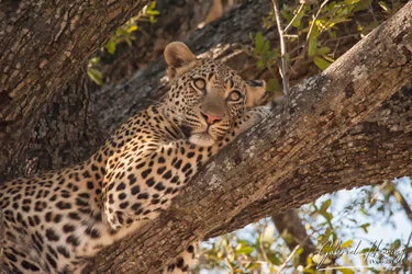 Leopard on a tree in Okavango Delta National Park, Botswana, photographed during a guided photographic safari.