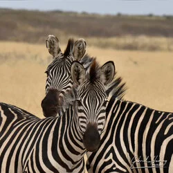 Zebra portrait in Tarangire National Park, Tanzania, photographed during a guided photographic safari.