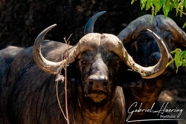 Buffalo in Mana Pools National Park, Zimbabwe photographed during a guided photographic safari.