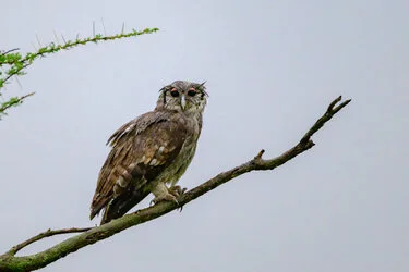 During the green season or shoulder season there are great birding opportunities in Tanzania