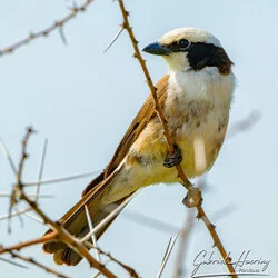 During the green season or shoulder season there are great birding opportunities in Tanzania