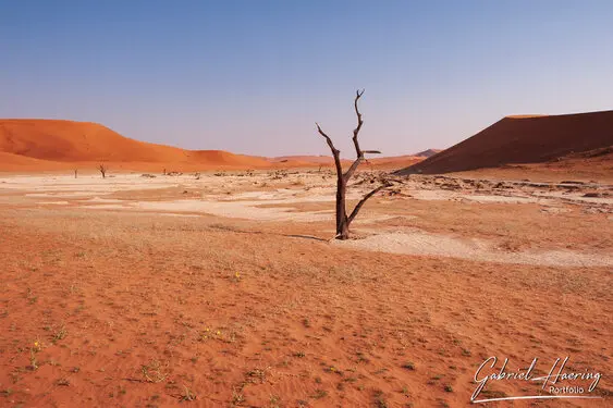 Photo of Namib Naukluft deadvlei and sossusvlei