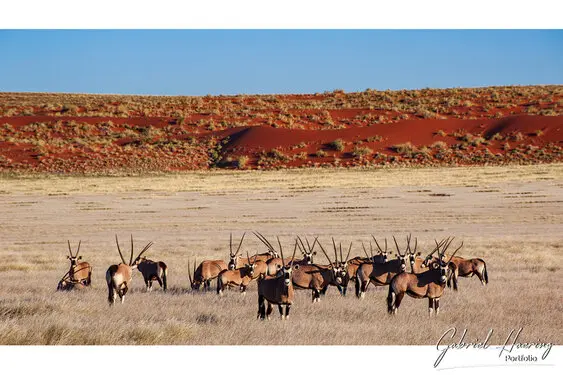 Photo of Namib Naukluft deadvlei and sossusvlei