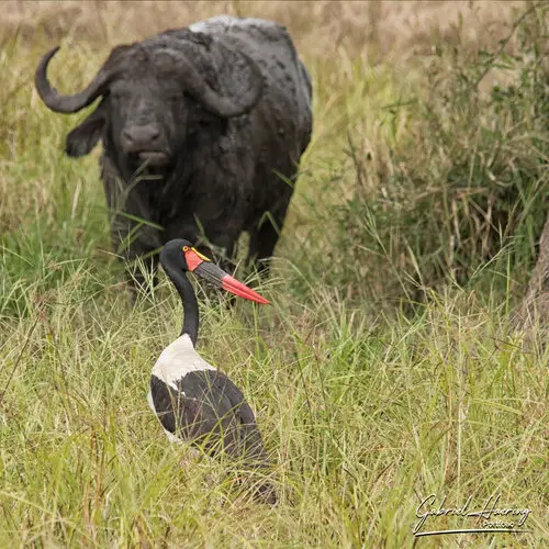 Landscape photography of Mikumi NP in Tanzania