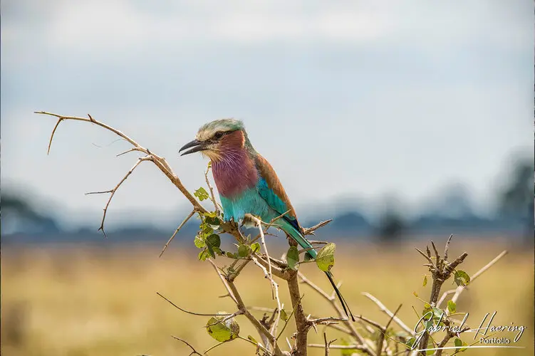 Landscape photography of Mikumi NP in Tanzania