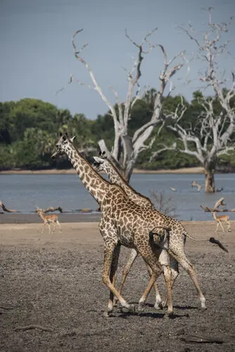Selous Tanzania Landscape photography