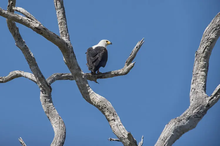 Selous Tanzania Landscape photography