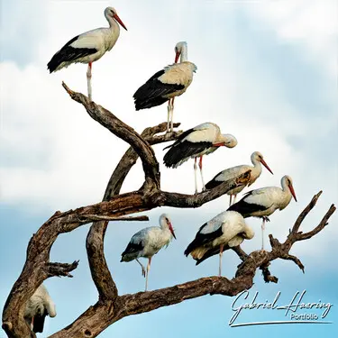 Fine art photographs of Tarangire National Park