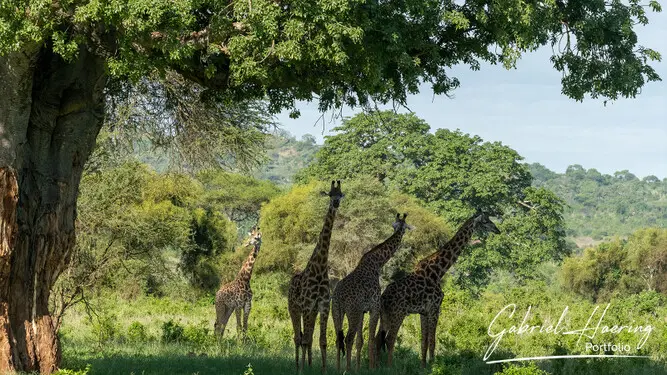Fine art photographs of Tarangire National Park