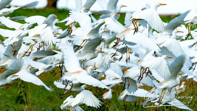Fine art photographs of Tarangire National Park