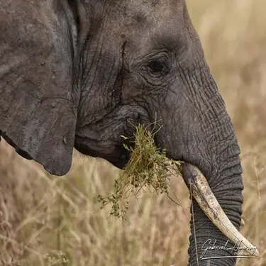 Fine art photographs of Tarangire National Park