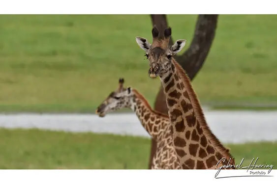 Fine art photographs of Tarangire National Park