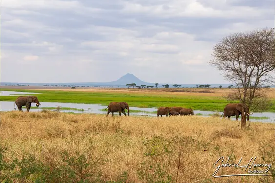 Fine art photographs of Tarangire National Park