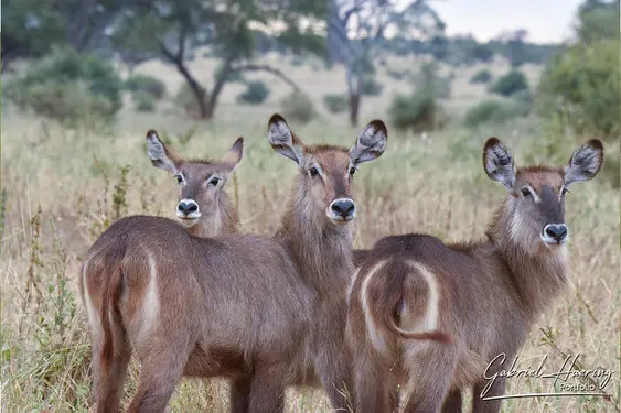 Fine art photographs of Tarangire National Park