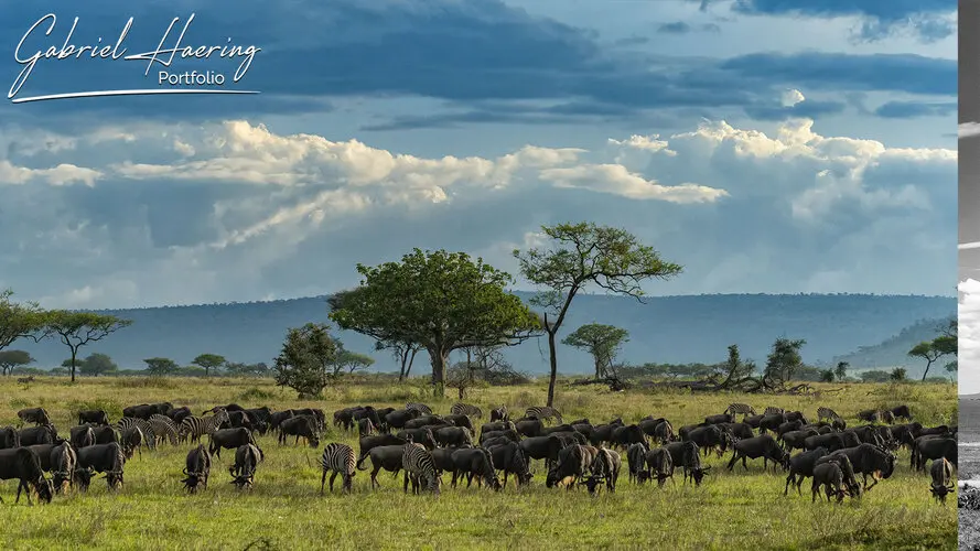 Photography of Serengeti National Park