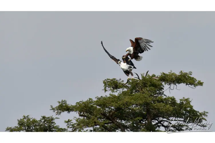 Photography of Serengeti National Park