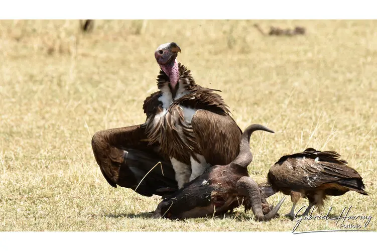 Photography of Serengeti National Park