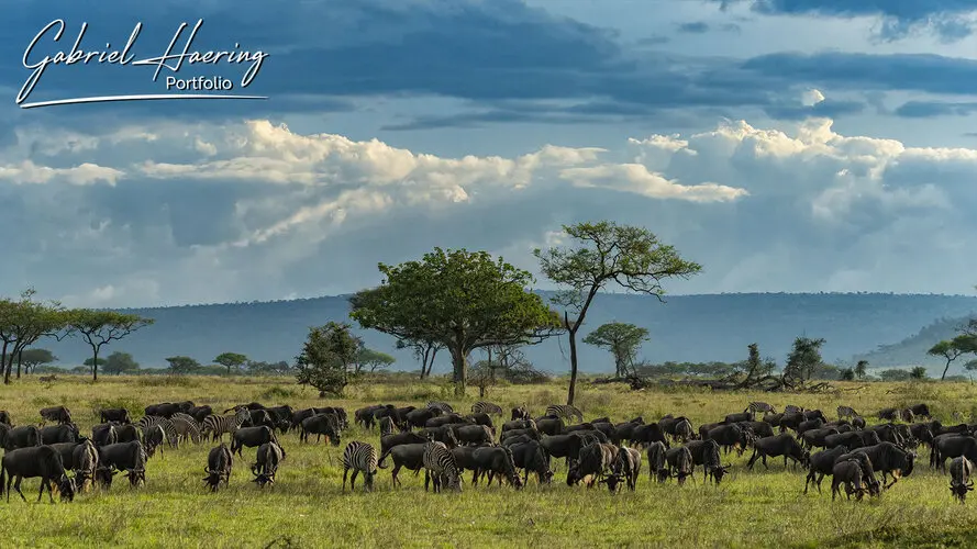 Photography of Serengeti National Park
