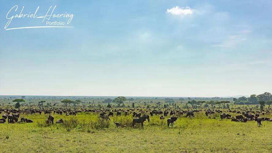 Photography of Serengeti National Park