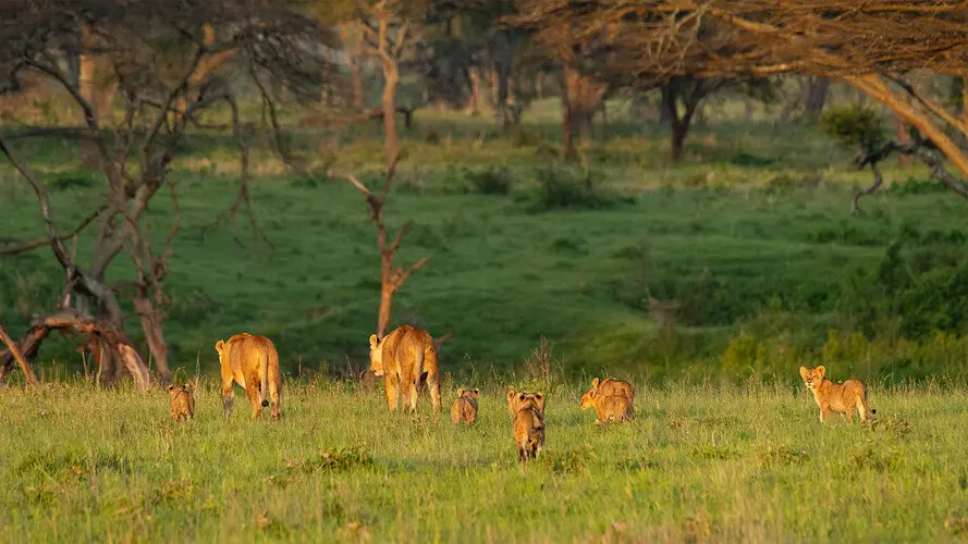 Photography of Serengeti National Park