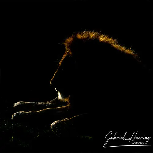 Photography of Serengeti National Park
