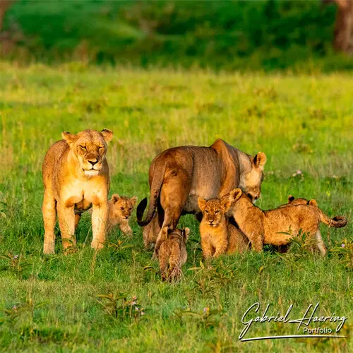 Photography of Serengeti National Park