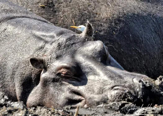 Photography collection of Chobe National Park