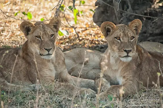 Photography collection of Chobe National Park