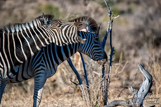 Photography collection of Chobe National Park