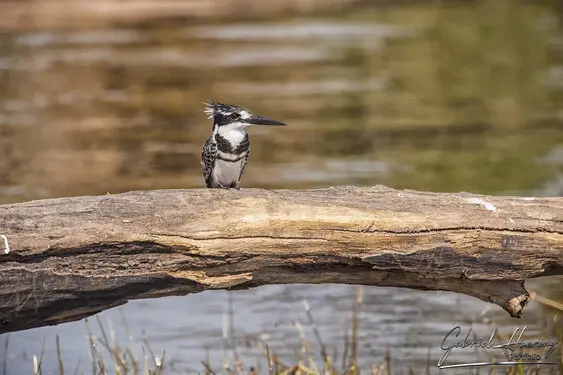 Photography collection of Chobe National Park