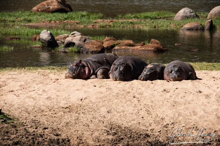 Photography of Ruaha in Tanzania by Gabriel Haering