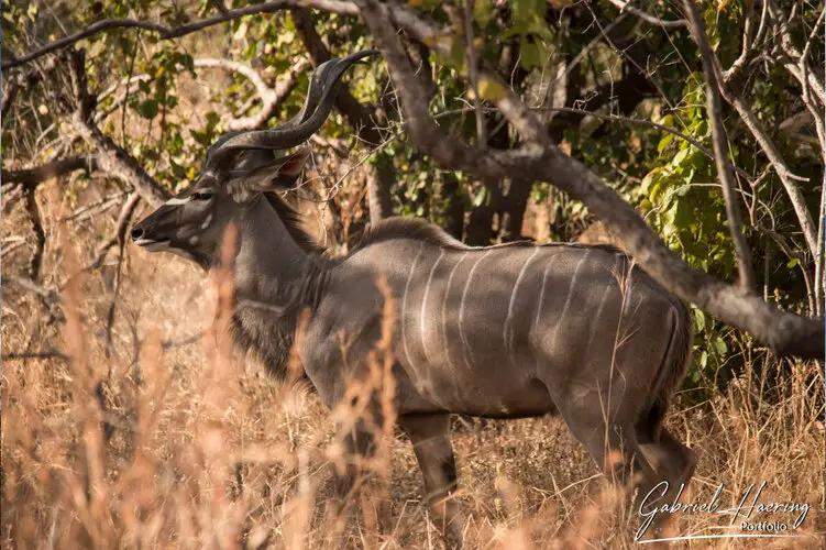 Photography of Ruaha in Tanzania by Gabriel Haering