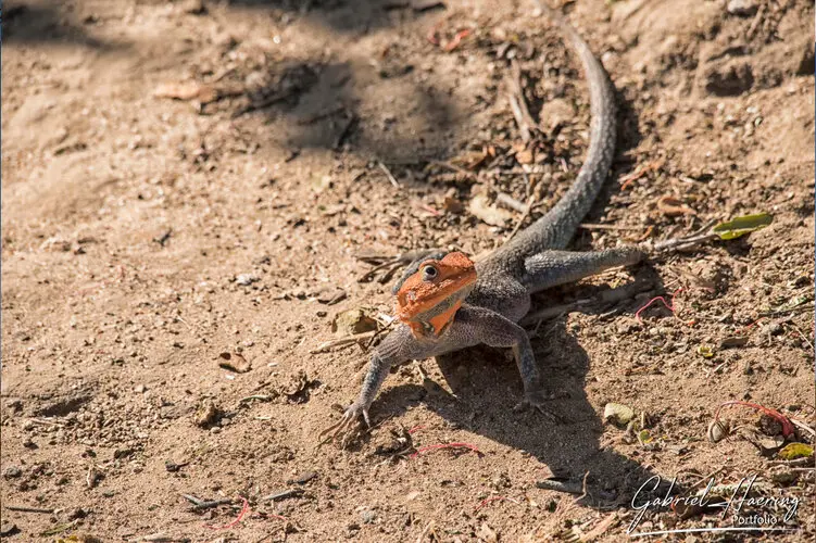 Photography of Ruaha in Tanzania by Gabriel Haering