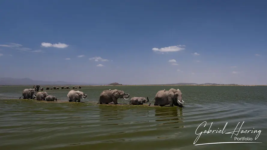 Photographic portfolio of Amboseli wildlife