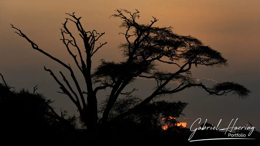 Photographic portfolio of Amboseli wildlife